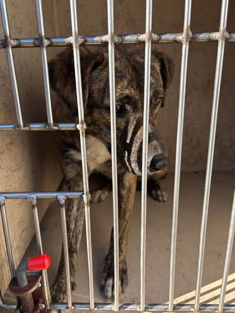 TEEGAN - Hound available for adoption