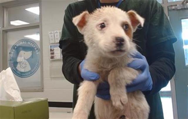 A468182 - Rat Terrier available for adoption