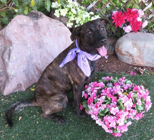 PIZZA - Australian Cattle Dog/Blue Heeler available for adoption