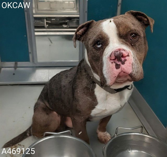 A469125 - Pit Bull Terrier available for adoption