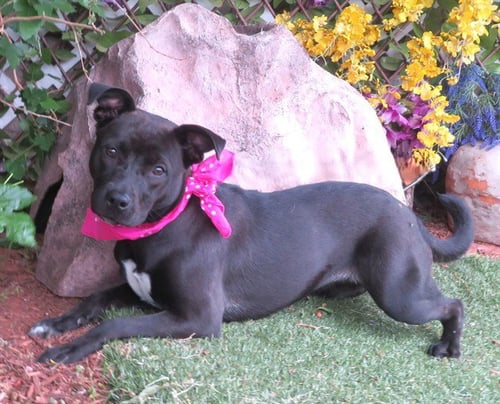 CHARISMA - Pit Bull Terrier available for adoption