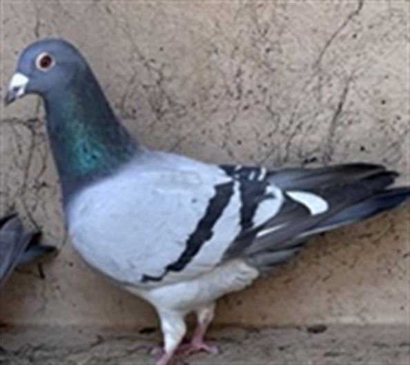 A469159 - Pigeon available for adoption