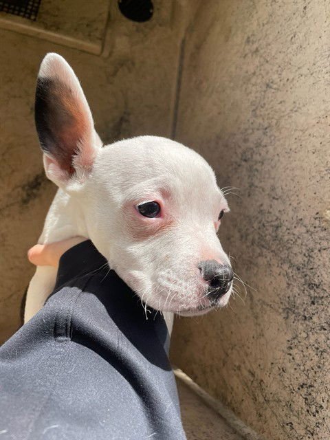 A471001 - Pit Bull Terrier available for adoption