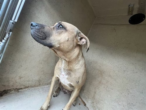 BUFFY - Pit Bull Terrier available for adoption