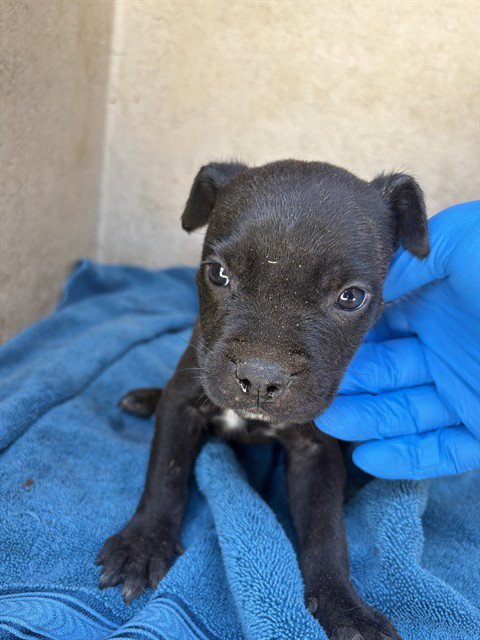 BOBA - Pit Bull Terrier available for adoption