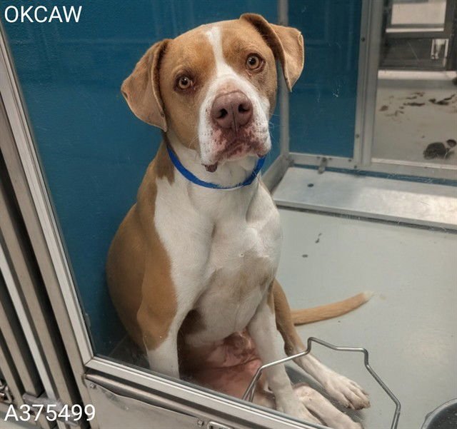 BRUNO - Hound available for adoption