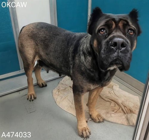 LUCKY - Cane Corso Mastiff available for adoption