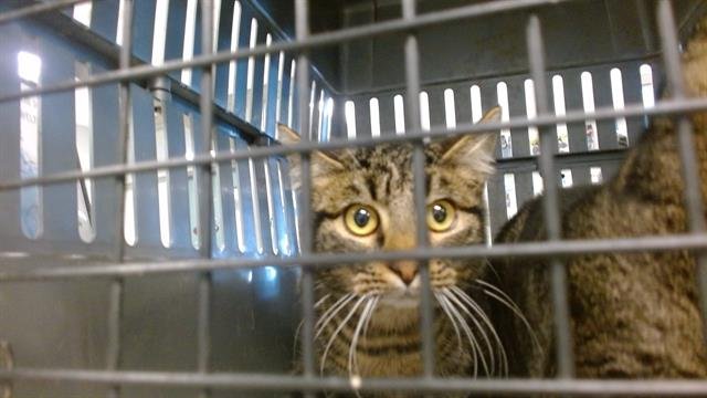 A468919 - Domestic Short Hair available for adoption