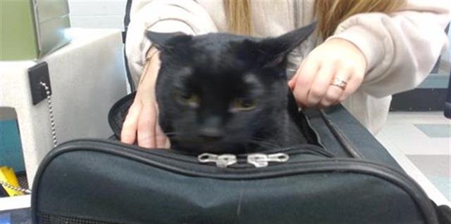 A468198 - Domestic Short Hair available for adoption