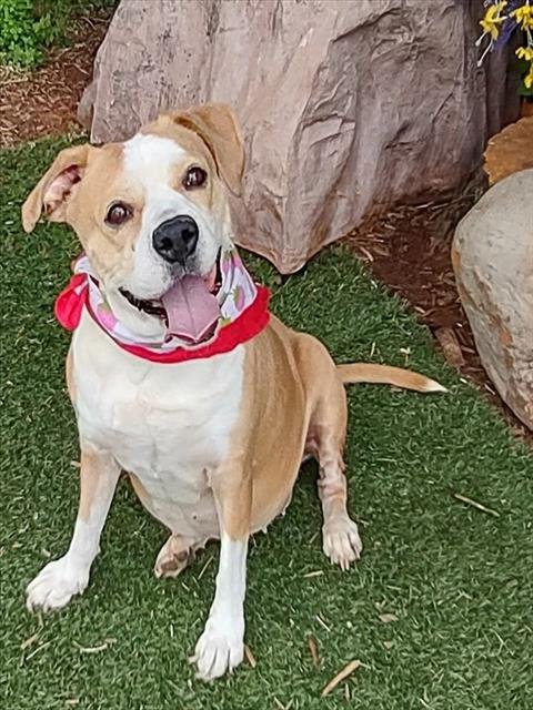 JOLENE - Terrier available for adoption