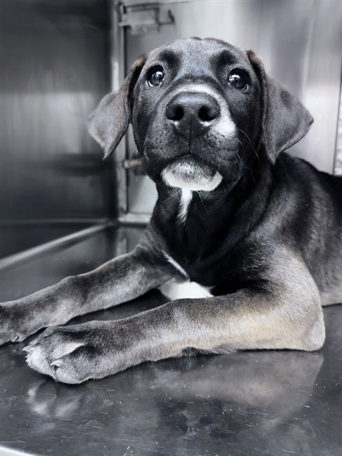 COCA-COLA - Belgian Shepherd Malinois / Labrador Retriever available for adoption