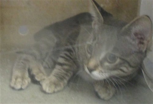 A478039 - Domestic Short Hair for adoption in Norman