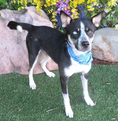 CARLY - Australian Cattle Dog/Blue Heeler available for adoption