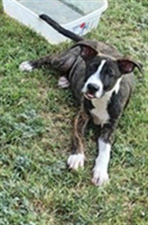 A479787 - American Staffordshire Terrier available for adoption