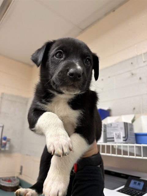 ROOT BEER - Pit Bull Terrier available for adoption