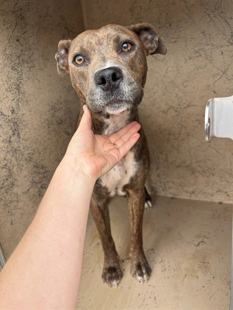 A474555 - Pit Bull Terrier available for adoption