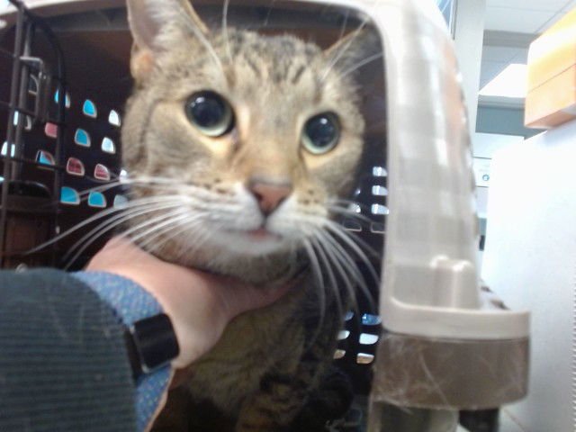 MR.KITTY - Domestic Short Hair available for adoption