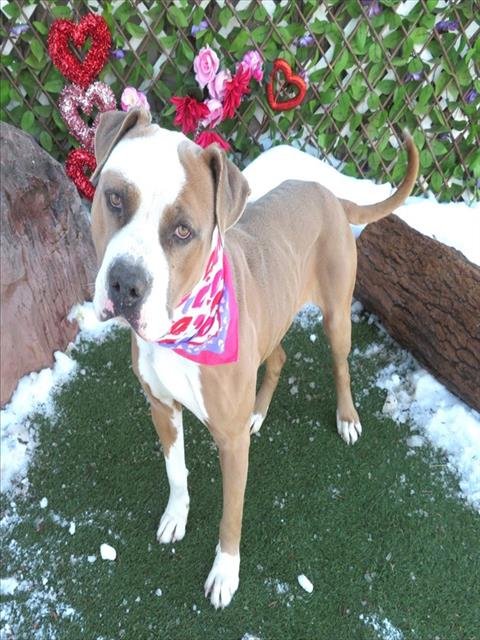 JIMMY JOHN - Pit Bull Terrier available for adoption