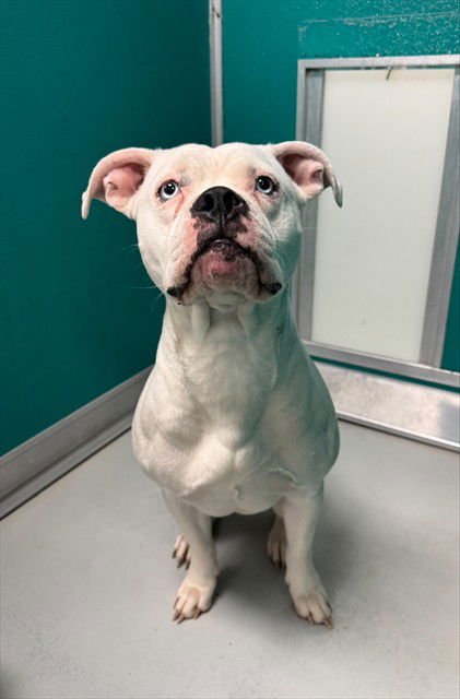 A469862 - Pit Bull Terrier available for adoption