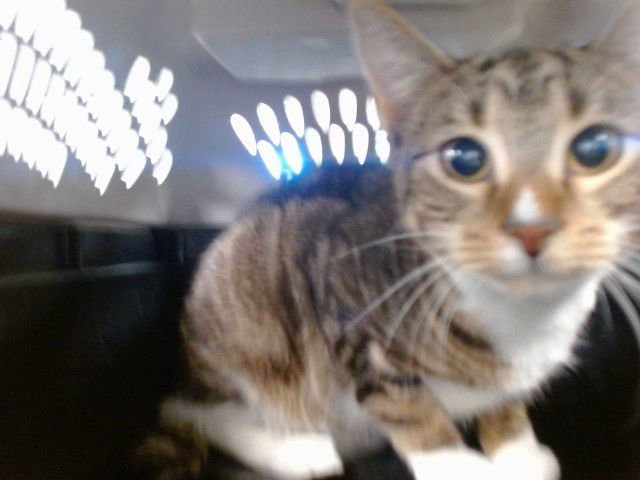 BEE - Domestic Short Hair available for adoption