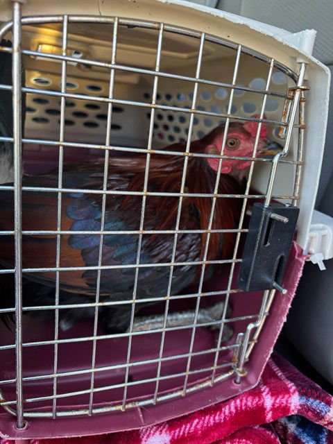 A468121 - Chicken available for adoption
