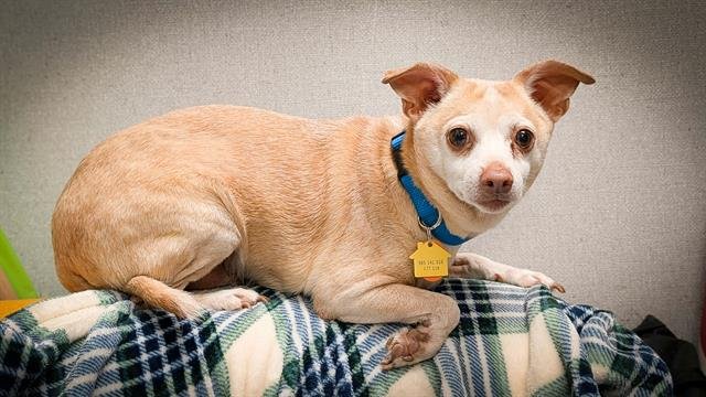 OAKEY - Chihuahua available for adoption