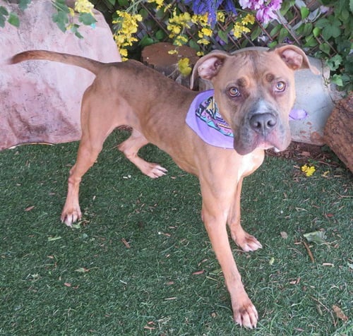 RUSTY - Pit Bull Terrier for adoption in Oklahoma City