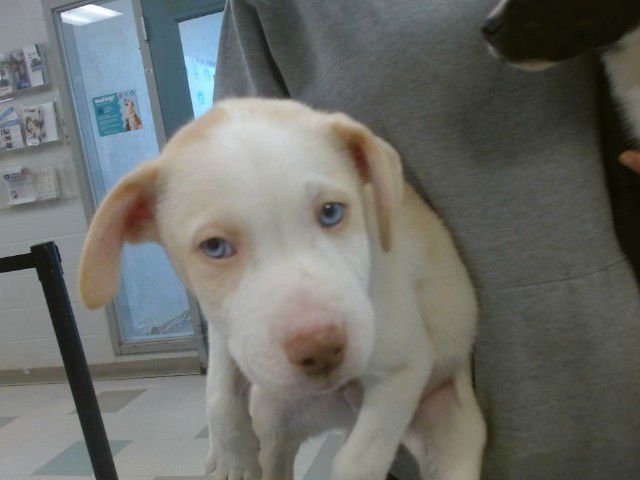 A469123 - Anatolian Shepherd available for adoption