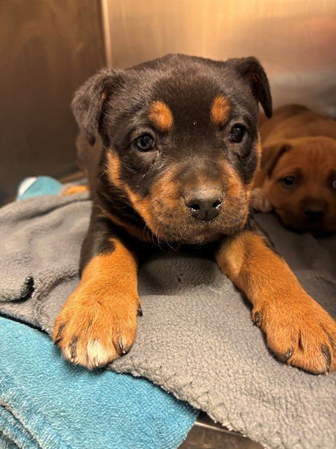 MASH TATERS - Mastiff available for adoption