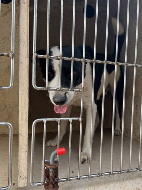 SPENCER - Border Collie available for adoption