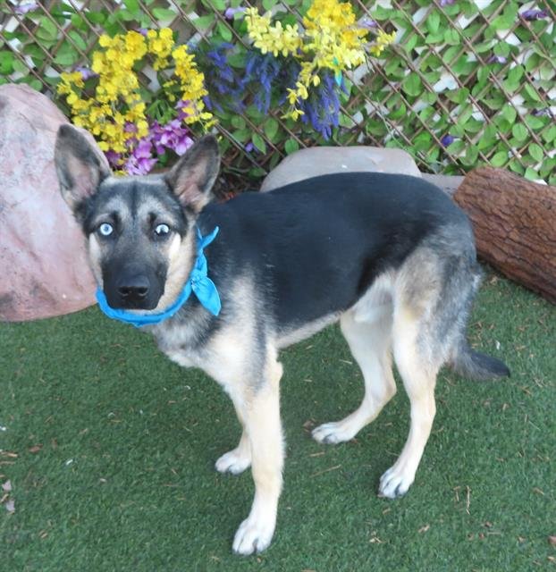 RIKER - German Shepherd Dog / Siberian Husky available for adoption