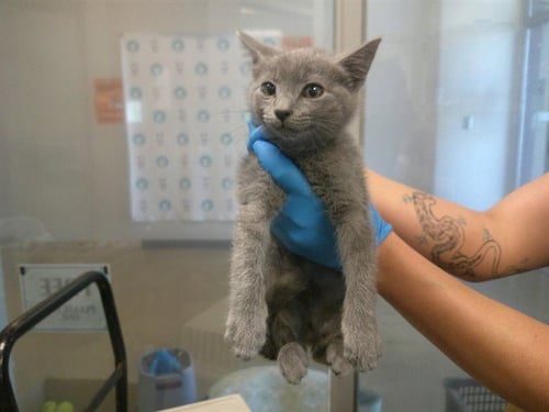 A478155 - Domestic Short Hair for adoption in Norman