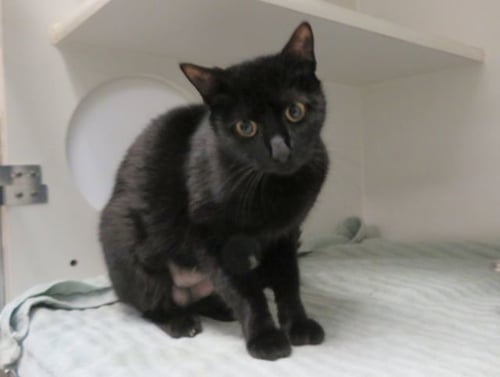 MELON - Domestic Short Hair available for adoption