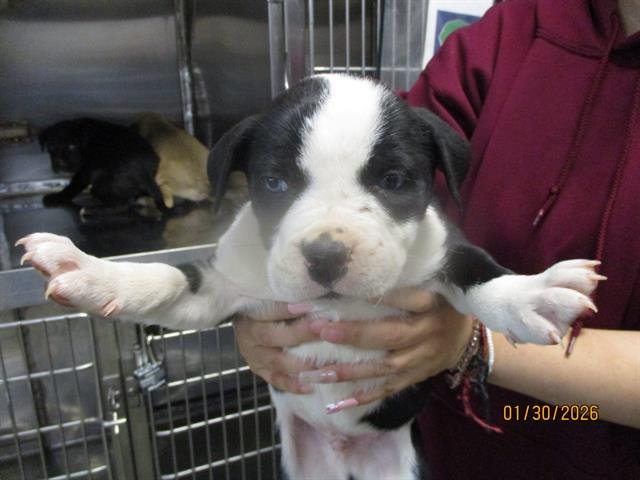 A469093 - American Pit Bull Terrier available for adoption