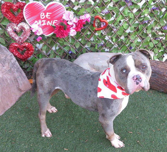 STANLEY - Pit Bull Terrier available for adoption