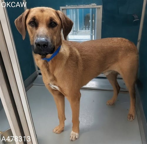 A478313 - Anatolian Shepherd available for adoption