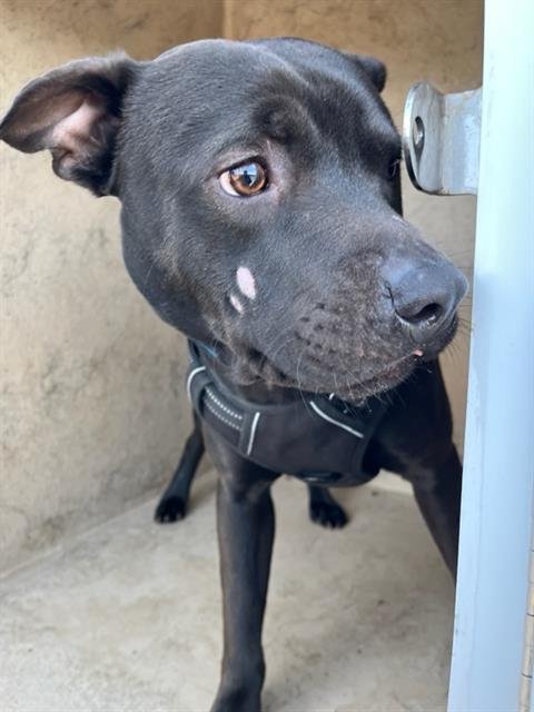 TOBY - American Pit Bull Terrier available for adoption