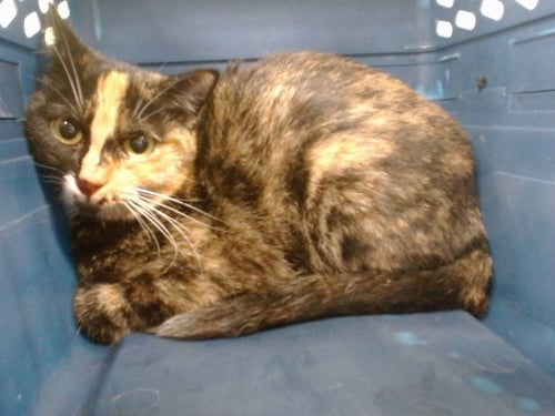 A473349 - Domestic Short Hair available for adoption