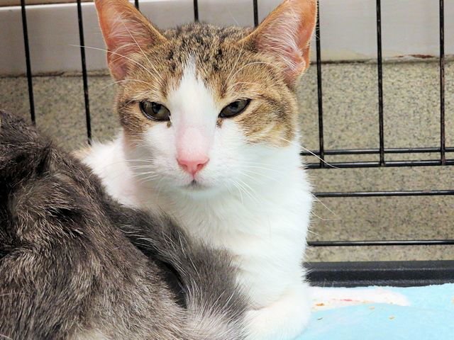 A469716 - Domestic Short Hair available for adoption