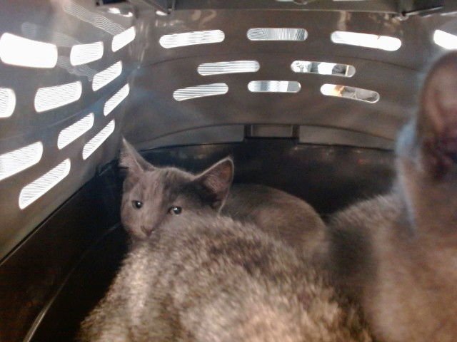 A469037 - Domestic Short Hair available for adoption