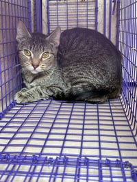 A477954 - Photo 1