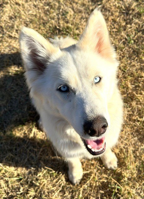 MAGNOLIA - Siberian Husky available for adoption