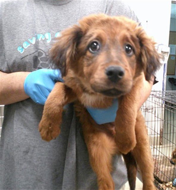 A469304 - German Shepherd Dog available for adoption