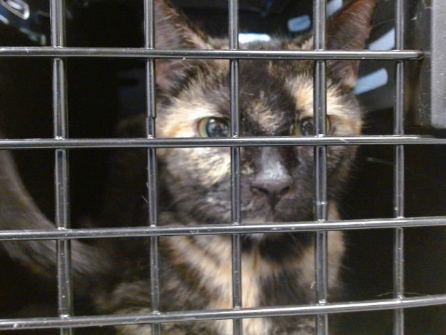 A469038 - Domestic Short Hair available for adoption