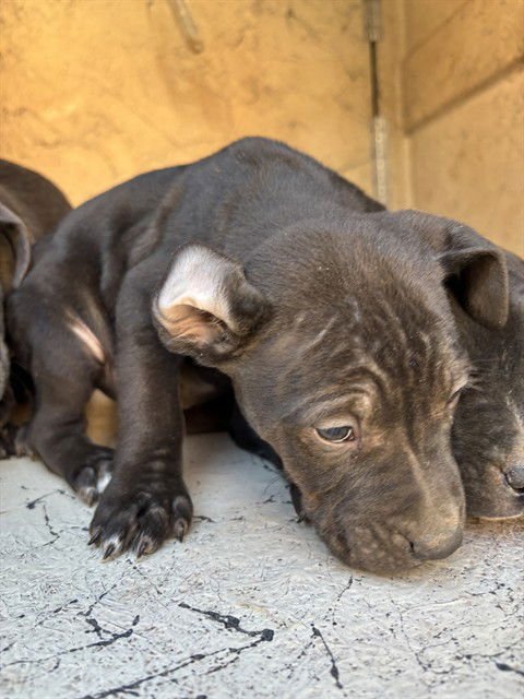 A468698 - Pit Bull Terrier available for adoption