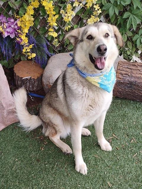 PRINCESS - Siberian Husky available for adoption