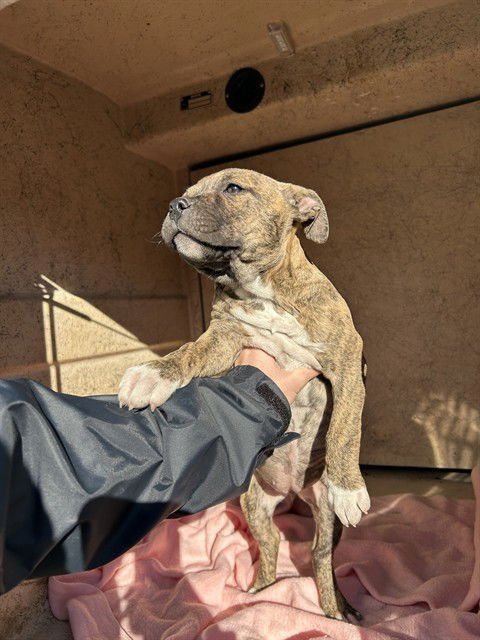 A467259 - Pit Bull Terrier available for adoption