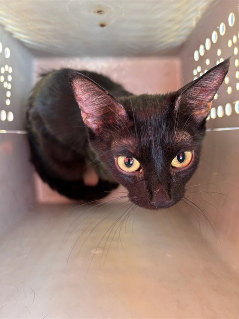 A479768 - Domestic Short Hair for adoption in Norman
