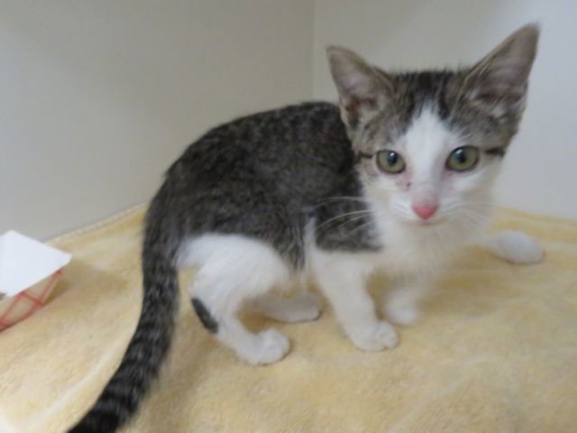 MILLY - Domestic Short Hair available for adoption