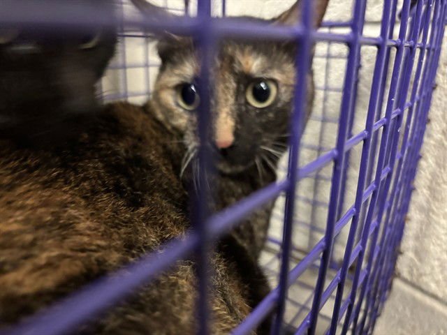 TILLY - Domestic Short Hair for adoption in Oklahoma City